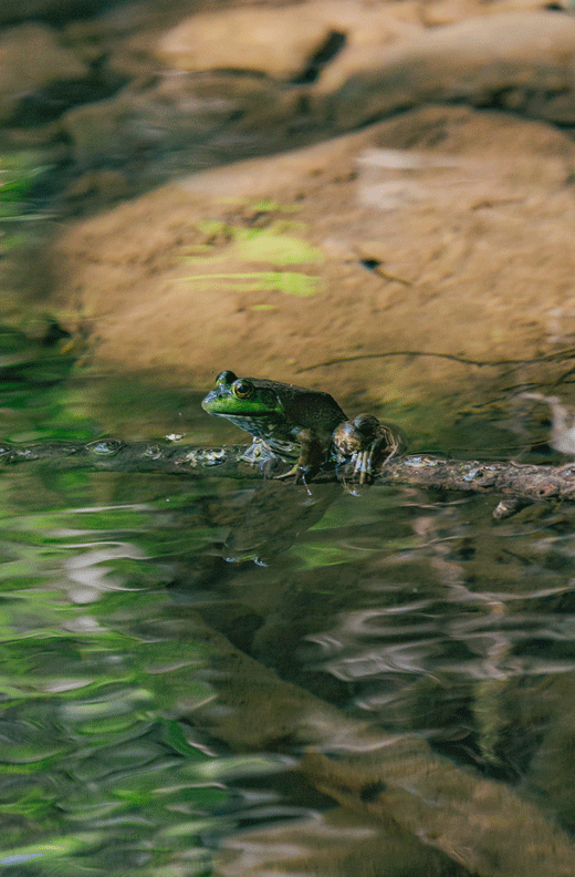 河水 青蛙 绿色 安静