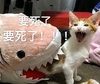 萌宠 猫星人 要死了 搞怪 逗