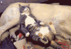 可爱 狗狗 猫咪 打架 悠闲 呆萌