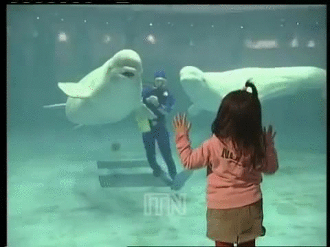 鲸鱼  水族馆  白鲸 白吹泡泡  动物
