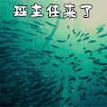 海底世界 小鱼 班主任来了 soogif soogif出品