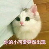 萌宠 猫星人 你的小可爱突然出现 我来了 呆萌 可爱