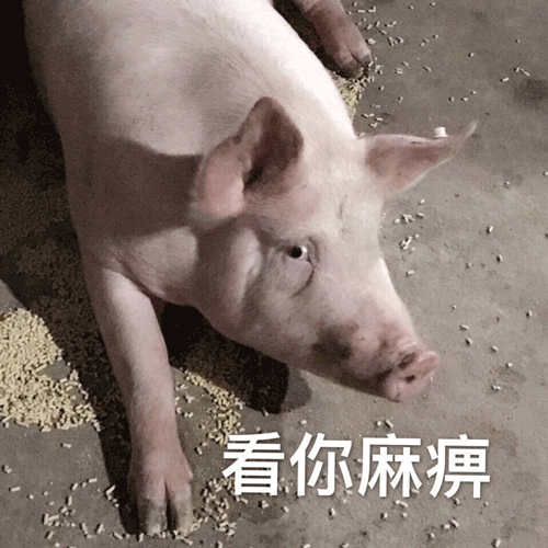 猪 看你麻痹