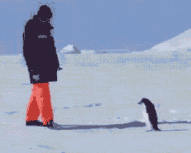 企鹅 可爱 黑色 雪地