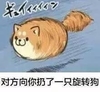 旋转狗 搞笑 可爱 萌萌哒