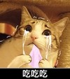 吃吃吃 流泪 猫咪 手绢