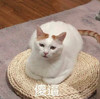 萌宠 猫星人 傻逼 呆萌 可爱