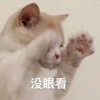 萌宠 猫星人 没眼看 捂眼睛 呆萌 可爱