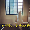 让我静静 猫咪 窗外 安静