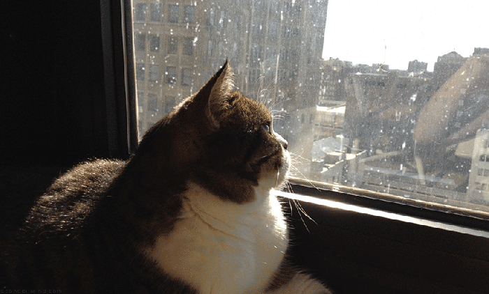 猫咪 看风景 下雨 窗外