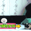 萌宠 喵星人 发呆