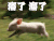 夏洛的网 溜了溜了 猪