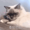动态图 萌宠 喵星人 猫咪 搞怪