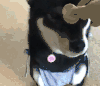 萌宠 柴犬 听话 狗狗