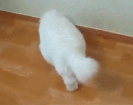 猫咪 行走 白色 可爱