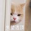 萌宠 喵星人 失望透顶 生气 难受 呆萌