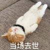 萌宠 猫星人 当场去世 可怜 呆萌 可爱