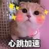 萌宠 猫星人 心跳加速 呆萌 可爱