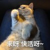 萌宠 猫星人 来啊 快活啊 呆萌 可爱
