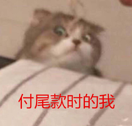 双11 付尾款时的我 萌宠 猫咪 猫