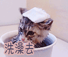 洗澡去 猫