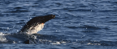 BBC:鲨鱼 动物 大白鲨 科普 软毛海豹 鲨鱼