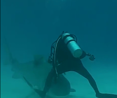 海底世界 潜水员 吓死了 惊吓 惶恐 搞笑