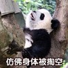 萌宠 熊猫 仿佛身体被掏空 舒坦 搞怪 逗