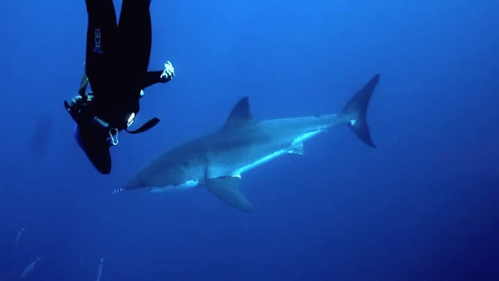 鲨鱼 shark