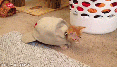 猫 棒球帽 玩具老鼠 超级萌