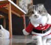 猫咪 红色 衣服 可爱