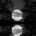 月亮 moon 倒影 水光 满月 树 涟漪 夜晚