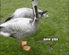 鸭子 duck 搞笑 兴奋