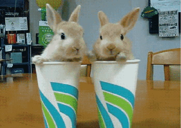 兔子 鼻子 杯子 可爱