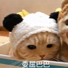 萌宠 猫星人 委屈巴巴 我道歉 搞怪 逗