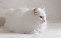 猫咪 白色 趴 安静