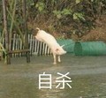 自杀 恶搞 小猪 欢乐