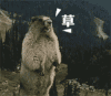 土拨鼠 大喊 灰色 草
