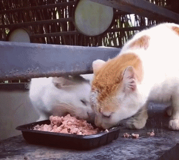 猫咪 食物 抢食物 就不让你吃