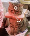 萌宠 猫星人 烦 生气 呆萌 可爱