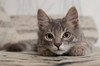 猫咪 注视 看你 观察