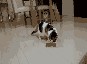 猫咪 纸盒 搞笑 套头 撕扯