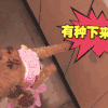 萌宠 泰迪 有种下来
