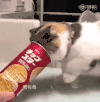 搞笑 吃 开心 萌