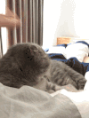 萌宠 猫咪 摸头 回头