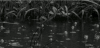 植物 黑白 下雨 plants nature