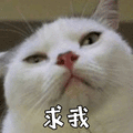 求我 猫 傲娇