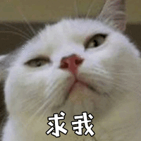 求我 猫 傲娇 可爱 呆萌