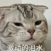 萌宠 猫星人 激动的泪水 可怜 呆萌 可爱