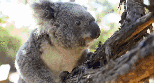 动物 可爱 回头 树干 树袋熊 澳大利亚 纪录片 萌